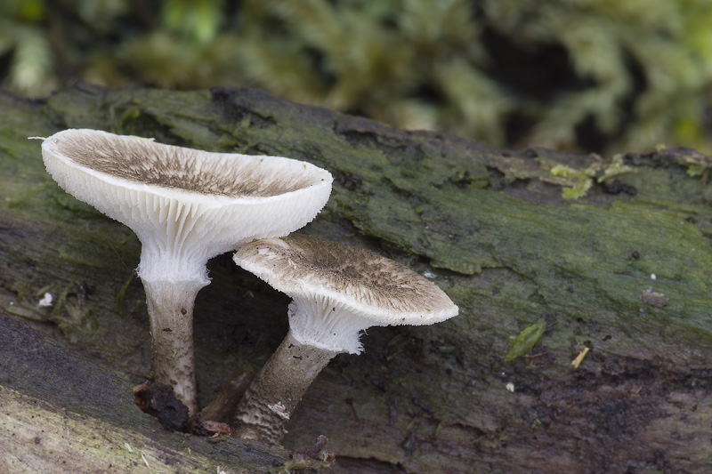 Lentinus tigrinus